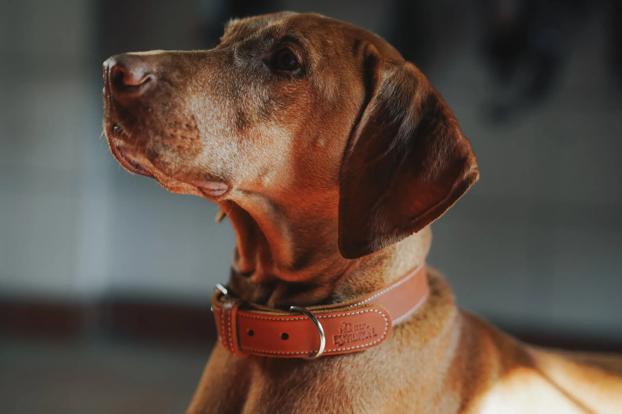 ESKADRON x HUNTER dog collar Craft made of cowhide leather with decorative stitching